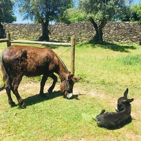 Tower Junior Queen At Casa Dos Macieis, Camino Santiago Direct Access & Optional Agritourism