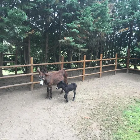 Tower Junior Queen At Casa Dos Macieis, Camino Santiago Direct Access & Optional Agritourism Pensjonat Facha