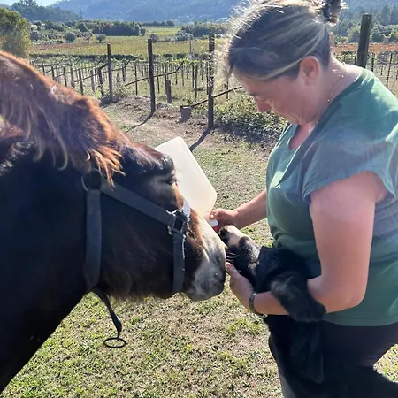 Pensjonat Tower Junior Queen At Casa Dos Macieis, Camino Santiago Direct Access & Optional Agritourism 4*