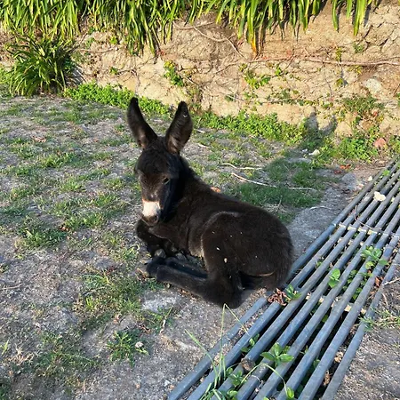 Tower Junior Queen At Casa Dos Macieis, Camino Santiago Direct Access & Optional Agritourism 4* Facha