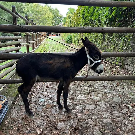 Tower Junior Queen At Casa Dos Macieis, Camino Santiago Direct Access & Optional Agritourism