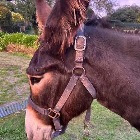 Tower Junior Queen At Casa Dos Macieis, Camino Santiago Direct Access & Optional Agritourism Pensjonat 4*