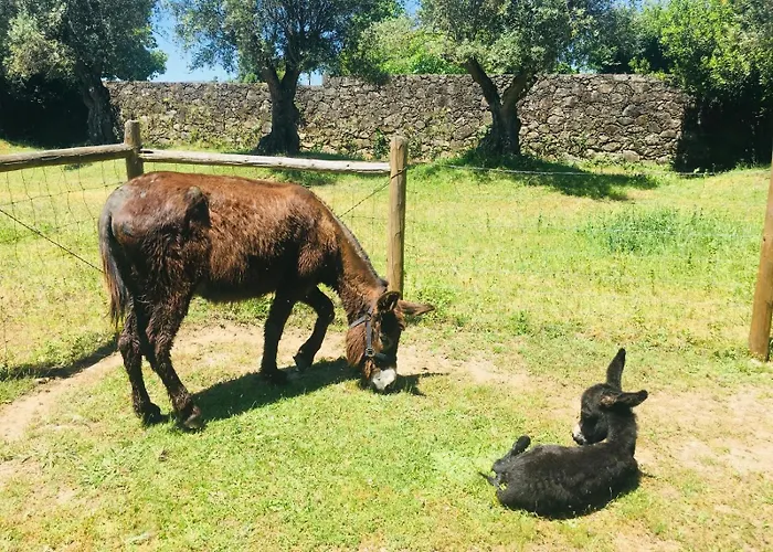 Tower Junior Queen At Casa Dos Macieis, Camino Santiago Direct Access & Optional Agritourism