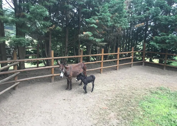 Tower Junior Queen At Casa Dos Macieis, Camino Santiago Direct Access & Optional Agritourism Penzion Facha