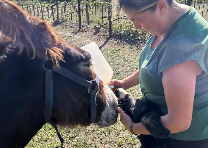 Maison d'hôtes Tower Junior Queen At Casa Dos Macieis, Camino Santiago Direct Access & Optional Agritourism 4*
