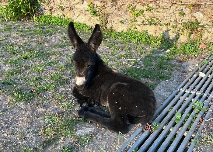 Tower Junior Queen At Casa Dos Macieis, Camino Santiago Direct Access & Optional Agritourism 4* Facha