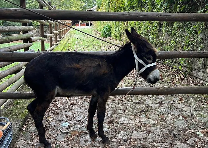 Tower Junior Queen At Casa Dos Macieis, Camino Santiago Direct Access & Optional Agritourism