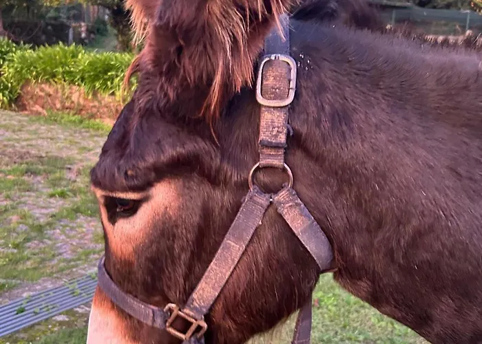 Tower Junior Queen At Casa Dos Macieis, Camino Santiago Direct Access & Optional Agritourism Maison d'hôtes 4*
